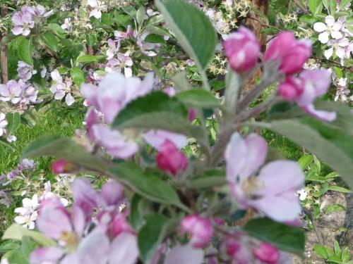 un mazzo di fiori rosa e bianchi in un giardino di Obsthof Fock a Mittelnkirchen