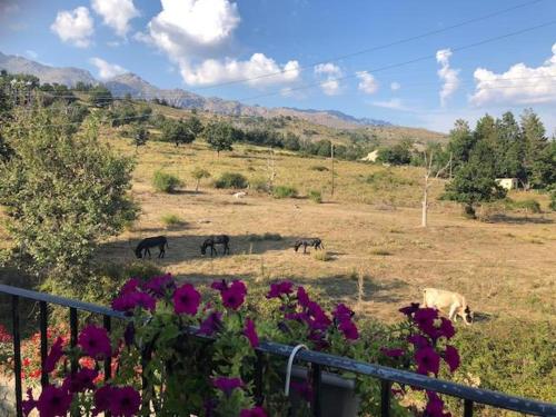 a group of cows grazing in a field with flowers at L'Acqua Viva in Calacuccia