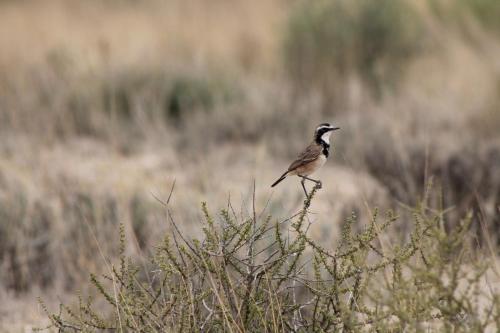 a bird perched on the top of a plant at Eldorado Lodge CC in Kuruman