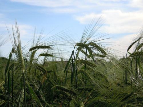 a field of tall grass with the sky in the background at Kurhotel Anders in Bad Füssing