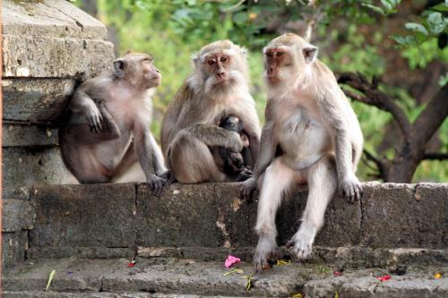 Animales en el hostal o pensión o alrededores