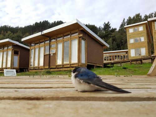 a bird sitting on the ground in front of a building at Cabañas rio chovellen in Curanipe