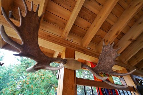two moose antlers hanging from the ceiling of a cabin at Deer Ridge B&B in Golden