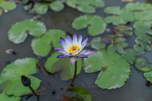 Fotografie z fotogalerie ubytování Doi Inthanon Riverside resort v destinaci Chom Thong