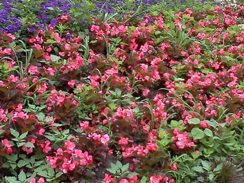 Ein paar rosa Blumen im Garten in der Unterkunft Star Inn by Elevate Rooms in Niagara Falls