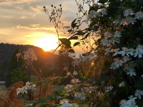 a sunset with white flowers in a field at Lövås Gård Koppera in Charlottenberg
