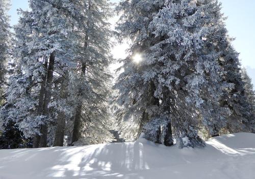 a snow covered forest with snow covered trees and a road at Maison 25 in Houffalize