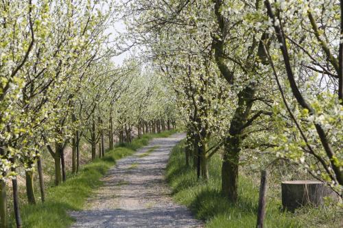 a dirt road lined with trees with white flowers at Ferienwohnung Werner in Jork