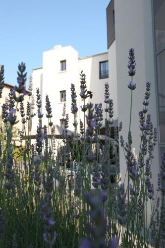 a field of purple flowers in front of a building at Hotel De France in Valence