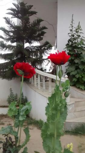 Κήπος έξω από το Lime-Villa on Ganga Ghat