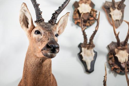 a fake deer head on a wall with other antlers at Garni Rives in Ortisei