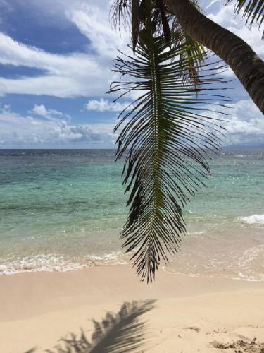 a palm tree on a beach with the ocean at Location LAGON Marie-Galante in Capesterre-de-Marie-Galante