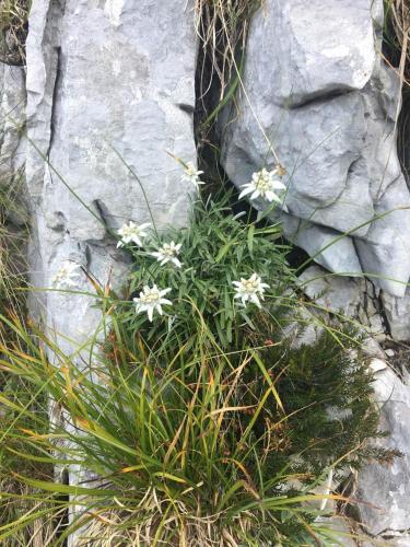 a bush with white flowers in front of a rock at Snežak (Snowman) in Bohinj