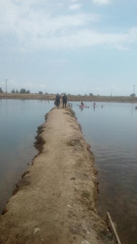 a group of horses walking down a path in the water at Noula Rooms in Makrýgialos