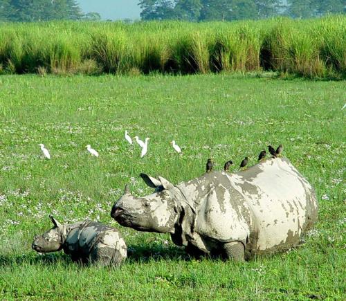 a rhino statue in a field with birds on it at Hotel Rhinoceros-Homestay in Sauraha