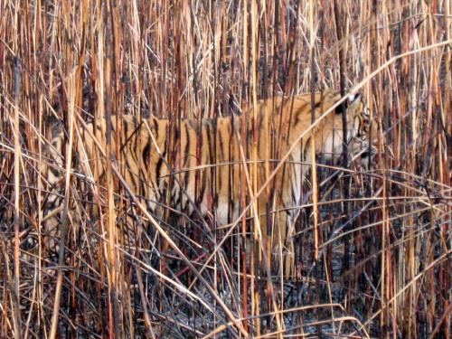 a tiger is walking through some tall grass at Hotel Rhinoceros-Homestay in Sauraha