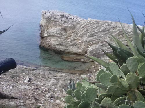 a rock sticking out of the water next to a cactus at Case Vacanze Terra Sinus in Terrasini