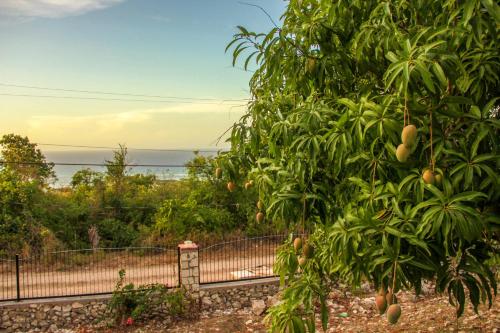 a tree with mangoes on it in front of a fence at Sunshine Lodge: Your home away from home in Montego Bay