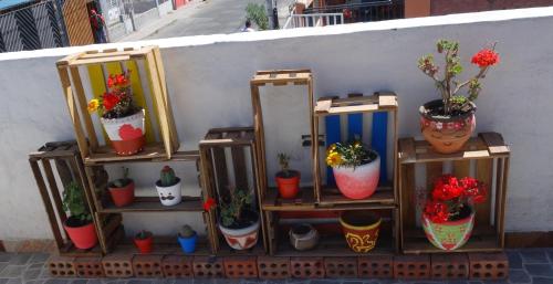 a display of potted plants and flowers on shelves at La Casa de Chamo in Arequipa