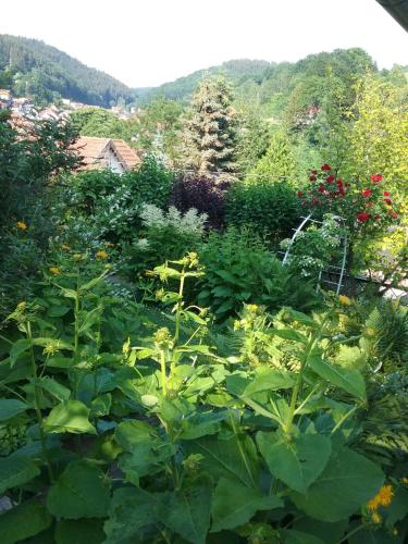 a garden filled with lots of green plants at Fewo Zum alten Bergdoktor in Bad Liebenstein