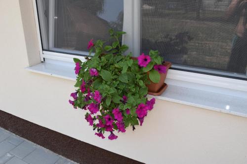 a flower pot on a window sill with purple flowers at A&M studio apartman in Otočac