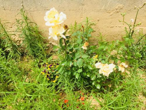 a bunch of flowers in front of a wall at Khan Alsira - חאן אלסרה in Alsira