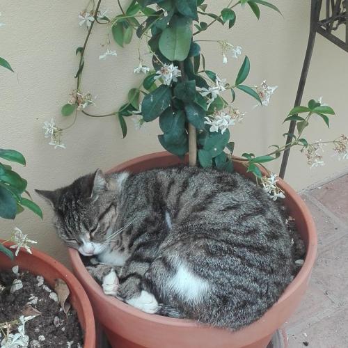 a cat sleeping in a flower pot next to a plant at B&B Marana 14 Casa di Campagna in Bologna