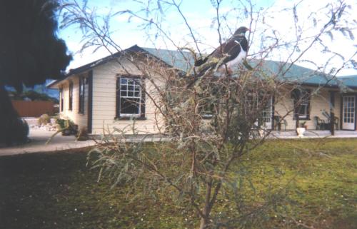 a bird perched on top of a tree in front of a house at Karamea Hotel in Karamea