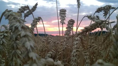 a field of wheat with a sunset in the background at Schronisko Młodzieżowe Małgosia in Łazy