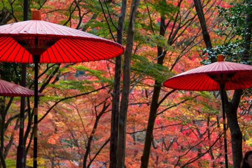 three red umbrellas in front of a forest of trees at Arima Onsen Motoyu Ryuusenkaku in Kobe
