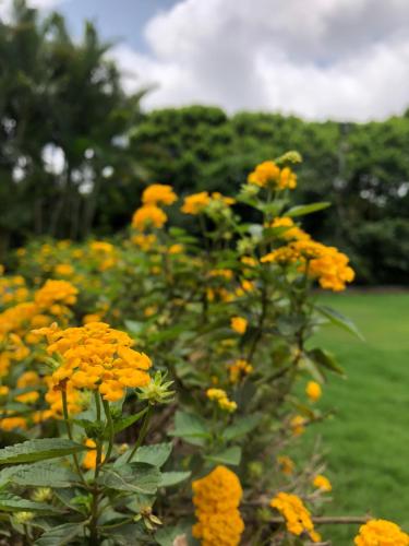 a bunch of yellow flowers in a garden at Pai Resort in Belgaum