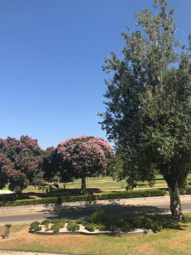 バレンシアにあるPlaza Sainetero Arnichesの公園内のピンクの花の木々