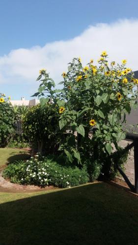 a bush with yellow flowers next to a bench at Sunflower Self-Catering in Walvis Bay
