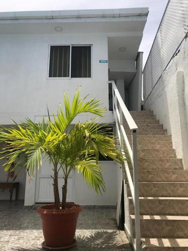a plant in a pot in front of a house at Tropical Dreams in San Andrés