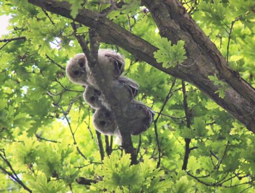 a stuffed koala bear sitting on a tree branch at Ferienhaus direkt am Schmalensee in Schmalensee