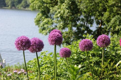 a group of purple flowers in front of a body of water at Ferienhaus direkt am Schmalensee in Schmalensee