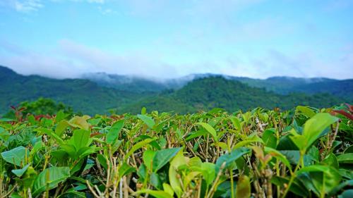 a field of green plants with mountains in the background at Red Brick Villas in Nanzhuang