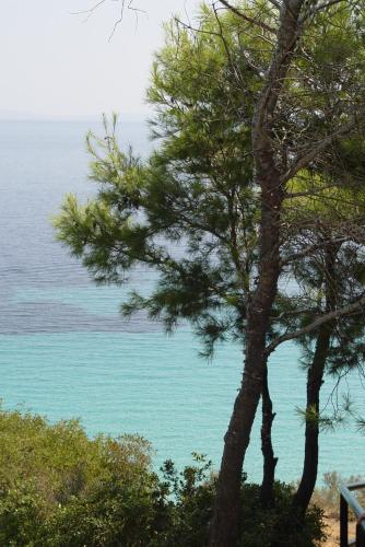 a view of the ocean from a pine tree at Petra in Afitos