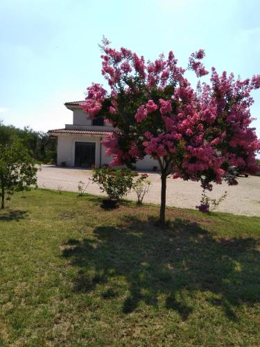 a tree with pink flowers in front of a building at Casa Vacanze Le Rose in Ariccia