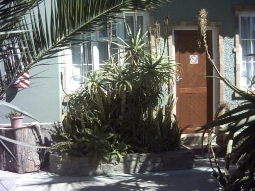a couple of potted plants in front of a house at Tranquility Self Catering in Lüderitz