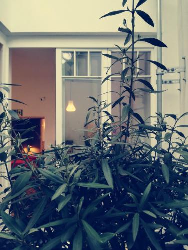 a plant in front of a house with a window at MAISON MARSIL - Boutique Hotel Köln in Cologne