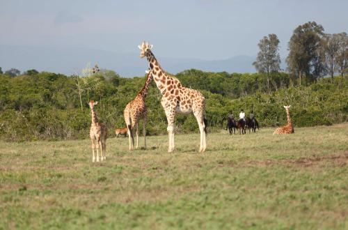 a group of giraffes and other animals in a field at The Aberdare Country Club in Mweiga