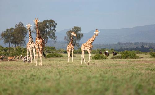 a group of giraffes standing in a field at The Aberdare Country Club in Mweiga