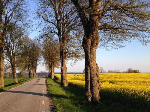 a road in front of a rapeseed field at Stallet på Skårby in Ystad