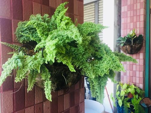 a green plant is hanging on a brick wall at 叁樓民宿 in Taitung City
