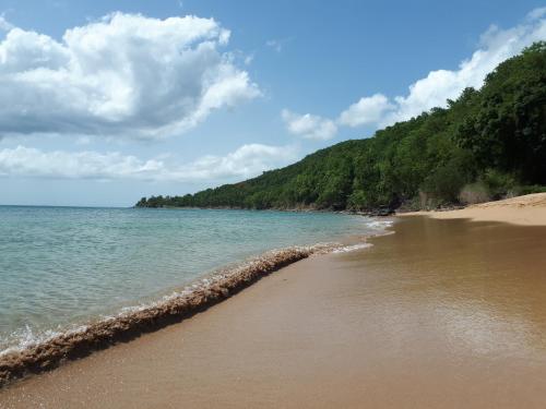 a beach with the ocean and trees in the background at Rêve créole in Deshaies