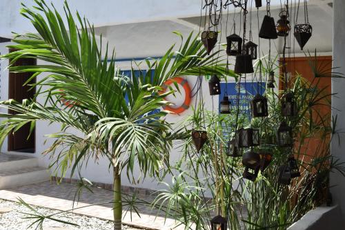 a group of plants in front of a building at Hostal Palohe Taganga in Taganga