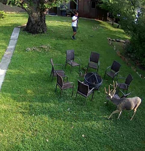 a deer standing in the grass near chairs and a grill at Yellowstone House of the Three Bears 2 Blocks to Downtown in Cody