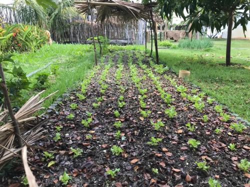 a garden with green plants in a field at Hotel Pousada Rancho das Dunas in Santo Amaro