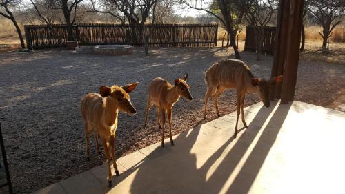 Makhato 84 Bush Lodge – Photos 2